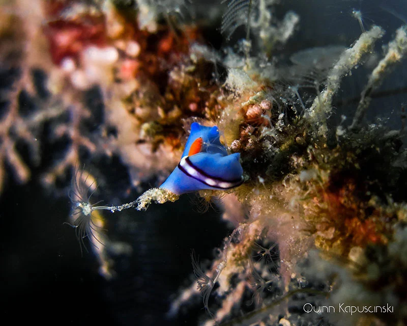 Fridays-Puerto-Galera-Diving-Photos-04