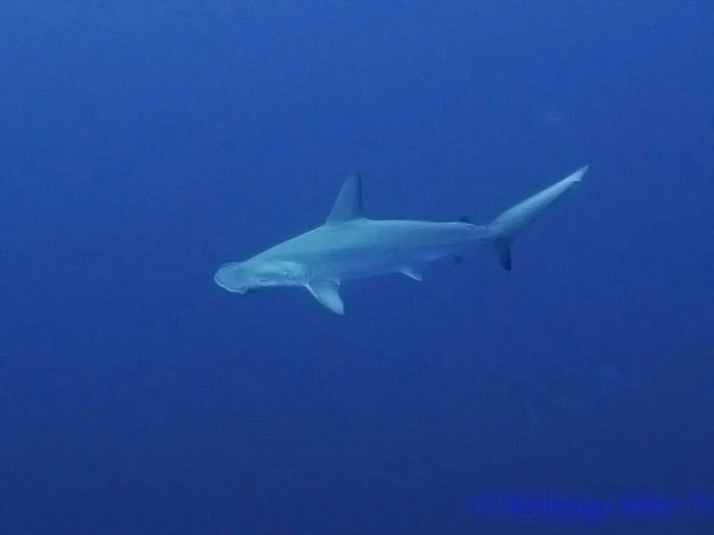 kimud-shoal-dive-site-malapascua