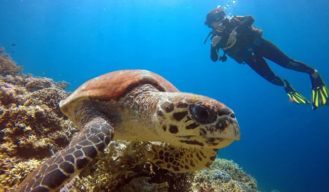 turtle